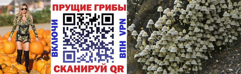 Галлюциногенные грибы Psilocybine cubensis  Изобильный 